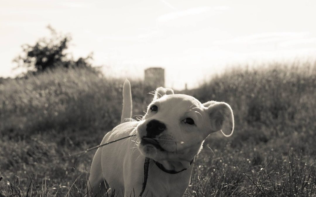 Make Life A Little Easier With These Puppy Potty Training Tips