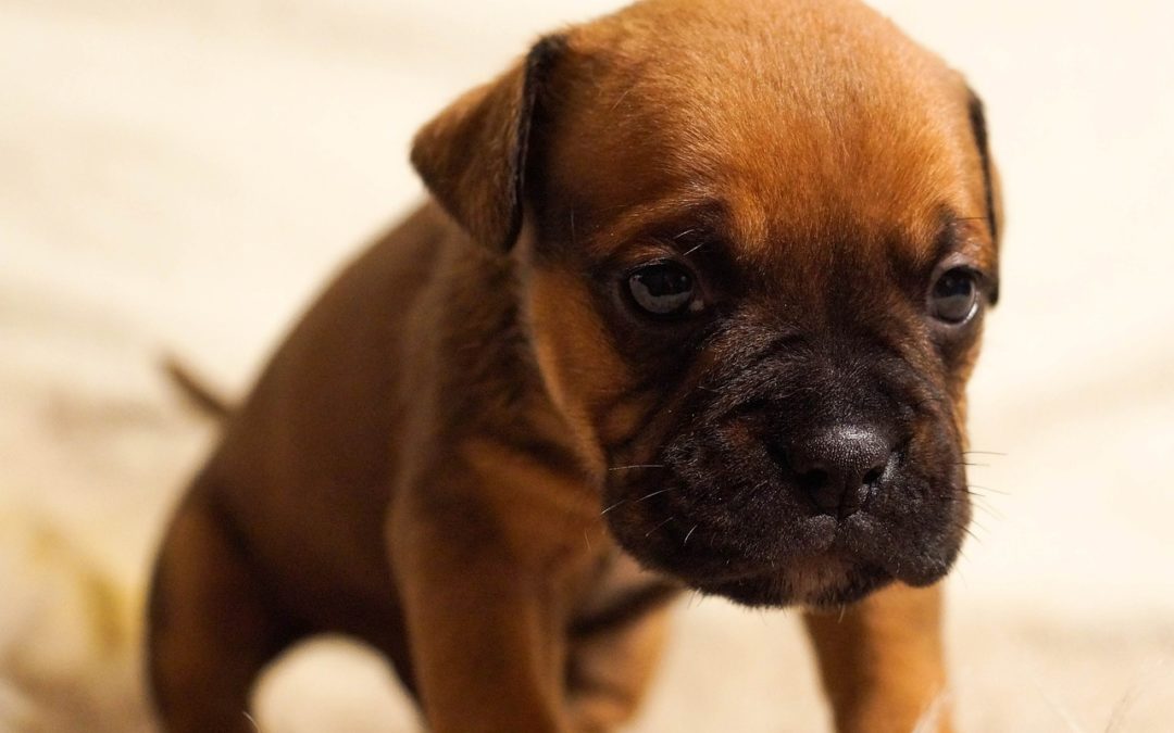 11 Facts You Need To Know About Heartworm Disease