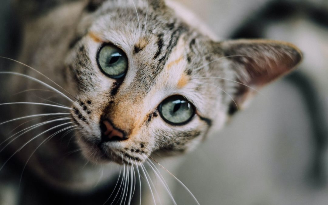 5 Steps to Introduce a Shelter Cat Into Your Household