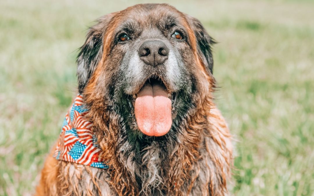 Pet Safety on the Fourth of July