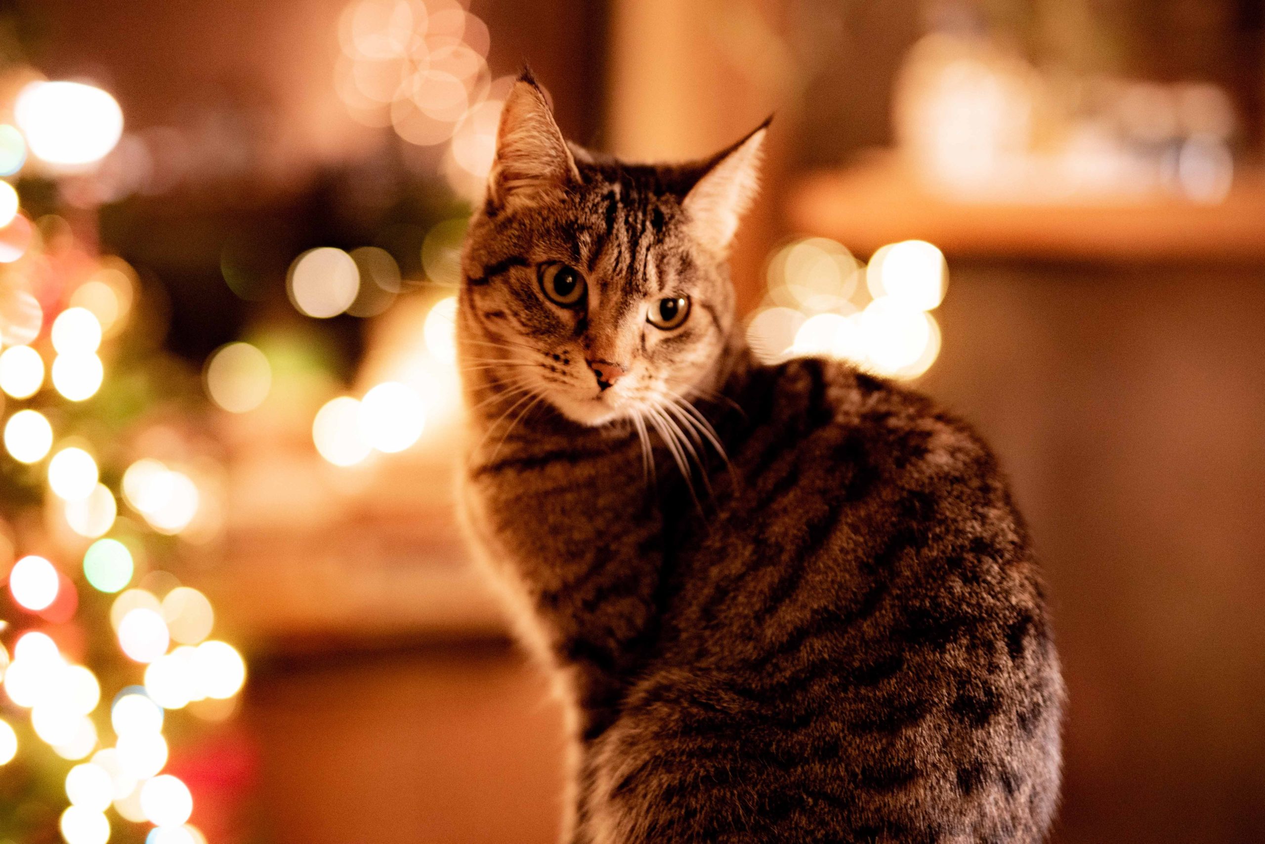 5 Holiday Hazards That Can Harm Your Pet - Oakland Animal Hospital