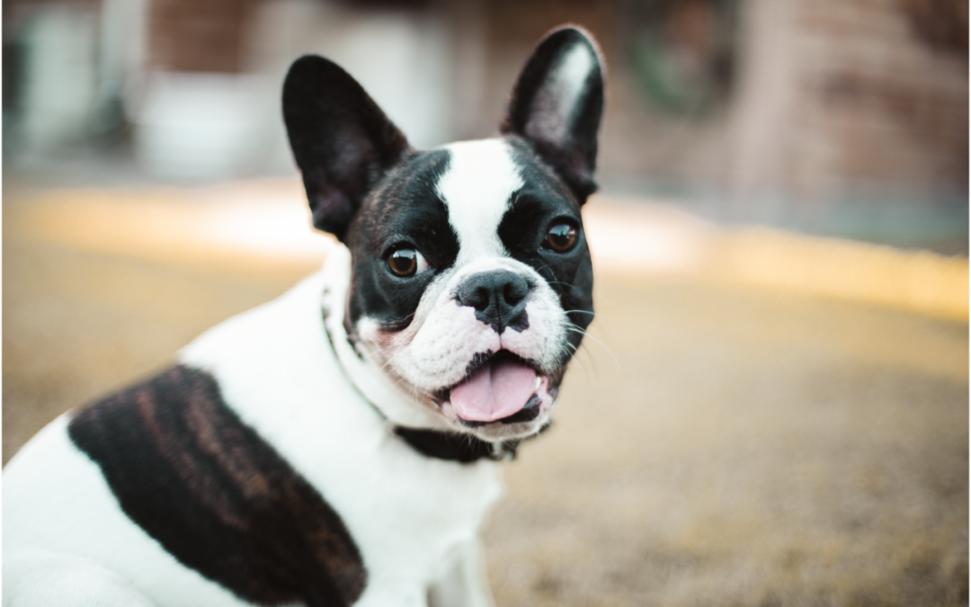 How Heartworm Prevention Protects Your Pet